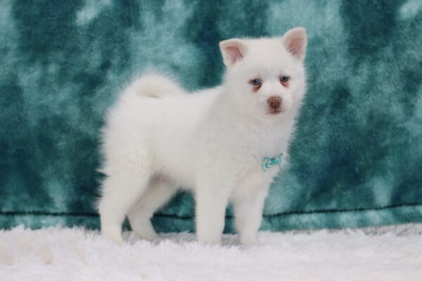 5616pp-Solomon-pomsky-puppy-The-Puppy-Lodge-scaled.jpg