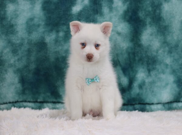 5616ppp-Solomon-pomsky-puppy-The-Puppy-Lodge-scaled.jpg