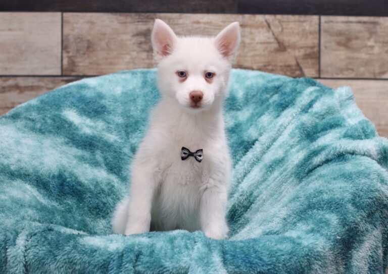 5616q-Solomon-pomsky-puppy-The-Puppy-Lodge-scaled.jpg