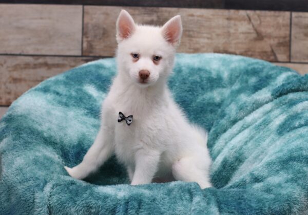 5616qqq Solomon-pomsky puppy-The Puppy Lodge.JPG