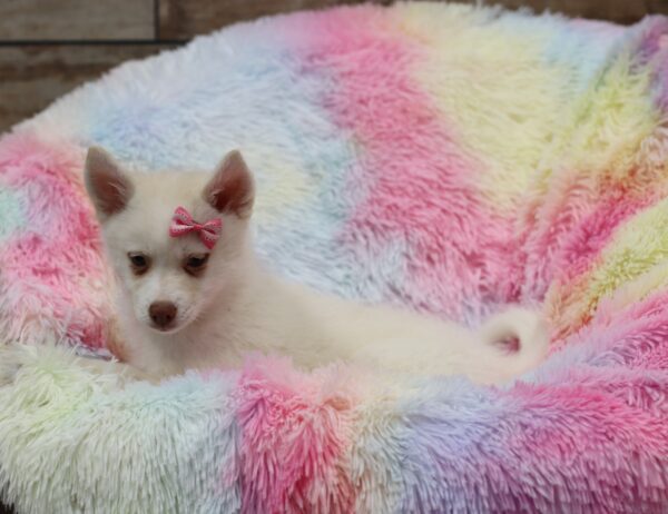 5617c-Snowy-pomsky-puppy-The-Puppy-Lodge-scaled.jpg