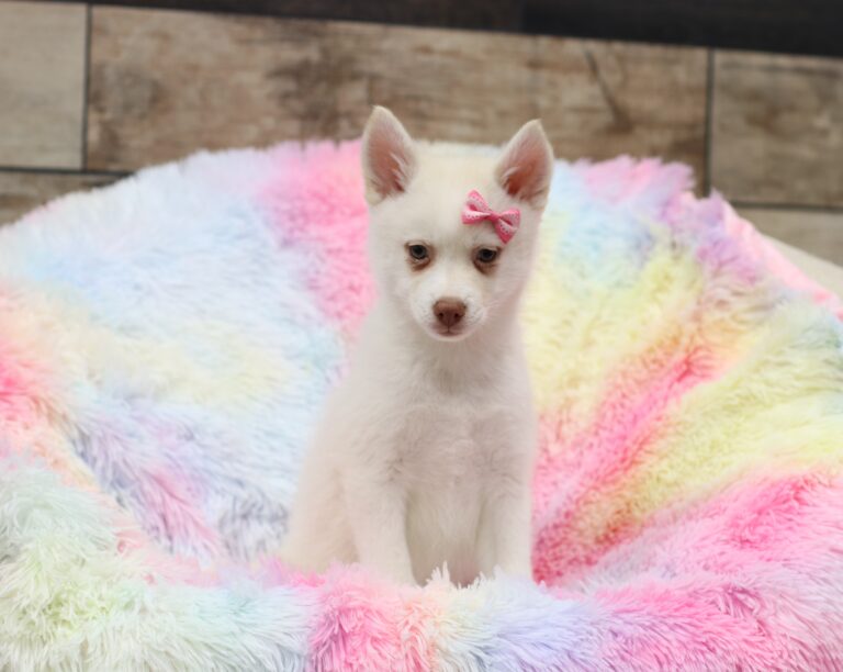 5617cc-Snowy-pomsky-puppy-The-Puppy-Lodge-scaled.jpg