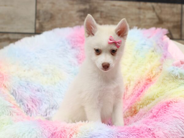 5617ccc-Snowy-pomsky-puppy-The-Puppy-Lodge-scaled.jpg