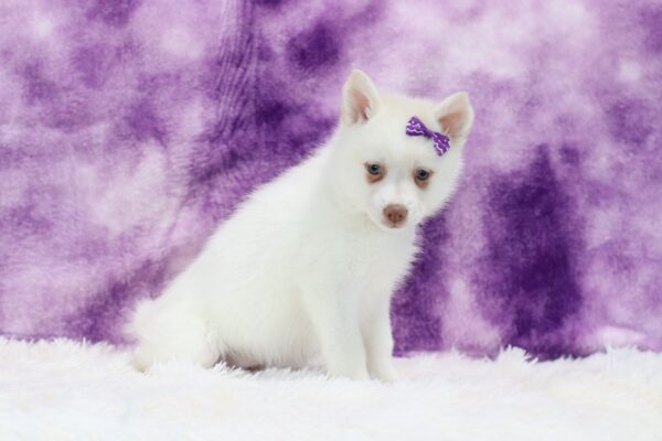 5617p-Snowy-pomsky-puppy-The-Puppy-Lodge-scaled.jpg