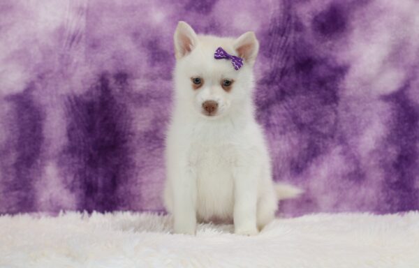 5617pp-Snowy-pomsky-puppy-The-Puppy-Lodge-scaled.jpg