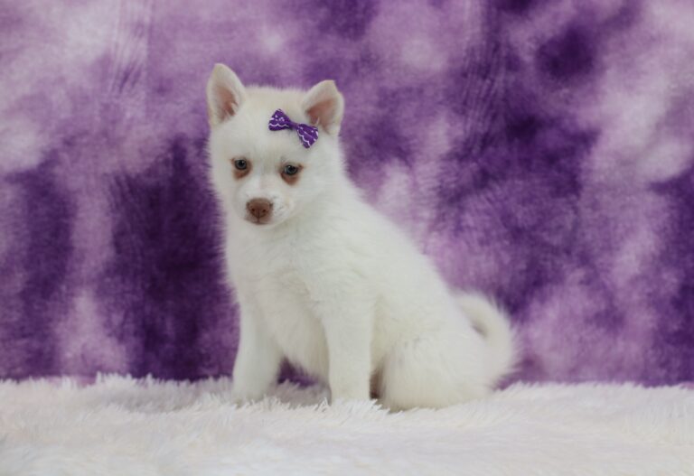 5617ppp-Snowy-pomsky-puppy-The-Puppy-Lodge-scaled.jpg