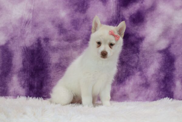 5618pp-Sophia-pomsky-puppy-The-Puppy-Lodge-scaled.jpg