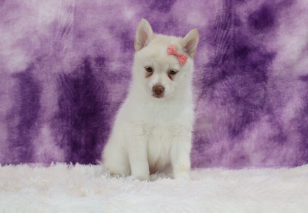 5618ppp Sophia-pomsky puppy-The Puppy Lodge.JPG