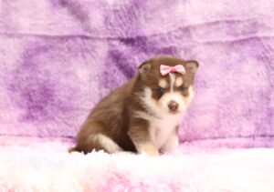 5619a-Sandra-pomsky-puppy-The-Puppy-Lodge-scaled.jpg