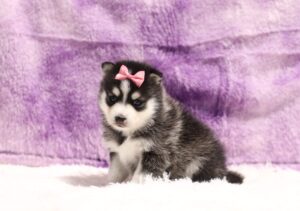 5704aaa-Lady-pomsky-puppy-The-Puppy-Lodge-scaled.jpg