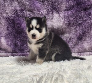 5705-Lacey-pomsky-puppy-The-Puppy-Lodge.jpg