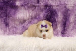 5766b-Sharon-Pomsky-puppy-The-Puppy-Lodge-scaled.jpg