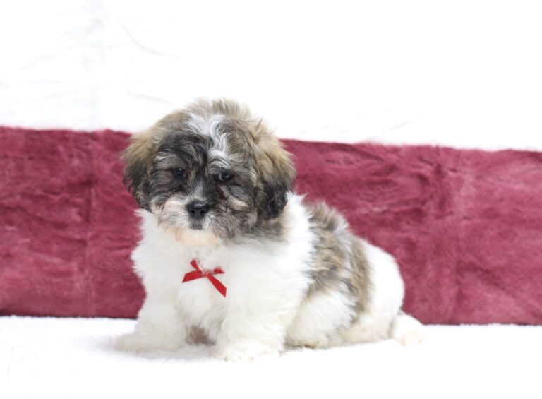 8591ddd-Cleo-Teddy-Bear-puppy-The-Puppy-Lodge-scaled.jpg