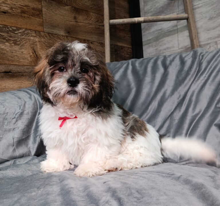 8591f-Cleo-Teddy-Bear-puppy-The-Puppy-Lodge-scaled.jpg