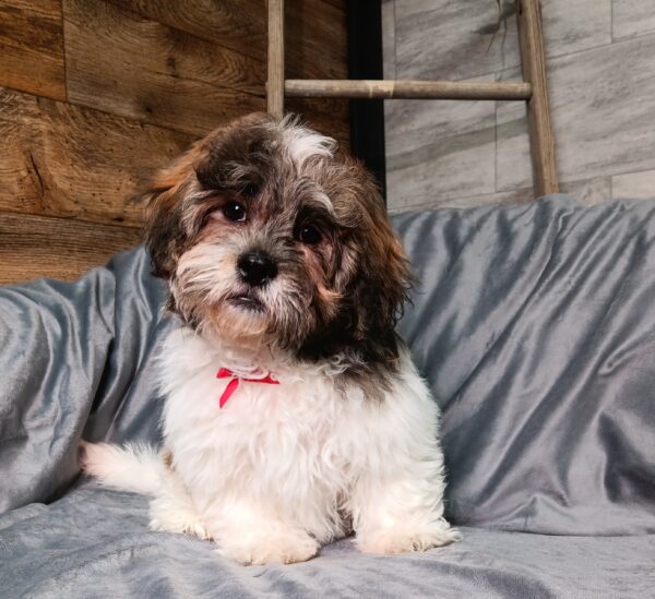 8591ff-Cleo-Teddy-Bear-puppy-The-Puppy-Lodge-scaled.jpg