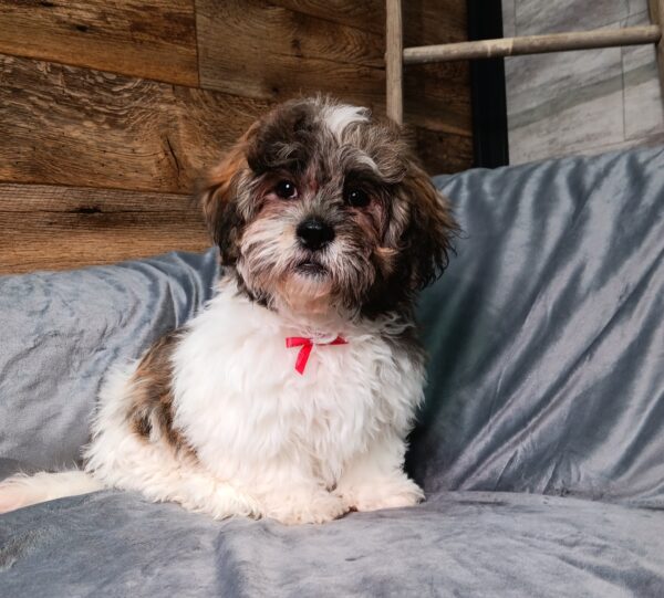 8591fff Cleo-Teddy Bear puppy-The Puppy Lodge.jpg