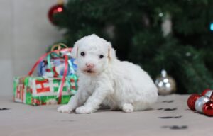 8594a-Dustin-Mini-Poodle-puppy-The-Puppy-Lodge-scaled.jpg