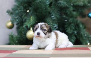 8604b-Bonnie-Teddy-Bear-Puppy-The-Puppy-Lodge-scaled.jpg