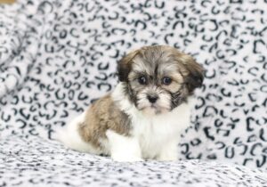 8607dd-Bently-Teddy-Bear-Puppy-The-Puppy-Lodge-scaled.jpg