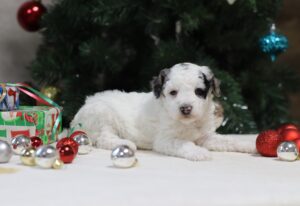 8610aaaConner-Mini Poodle- The Puppy Lodge.JPG