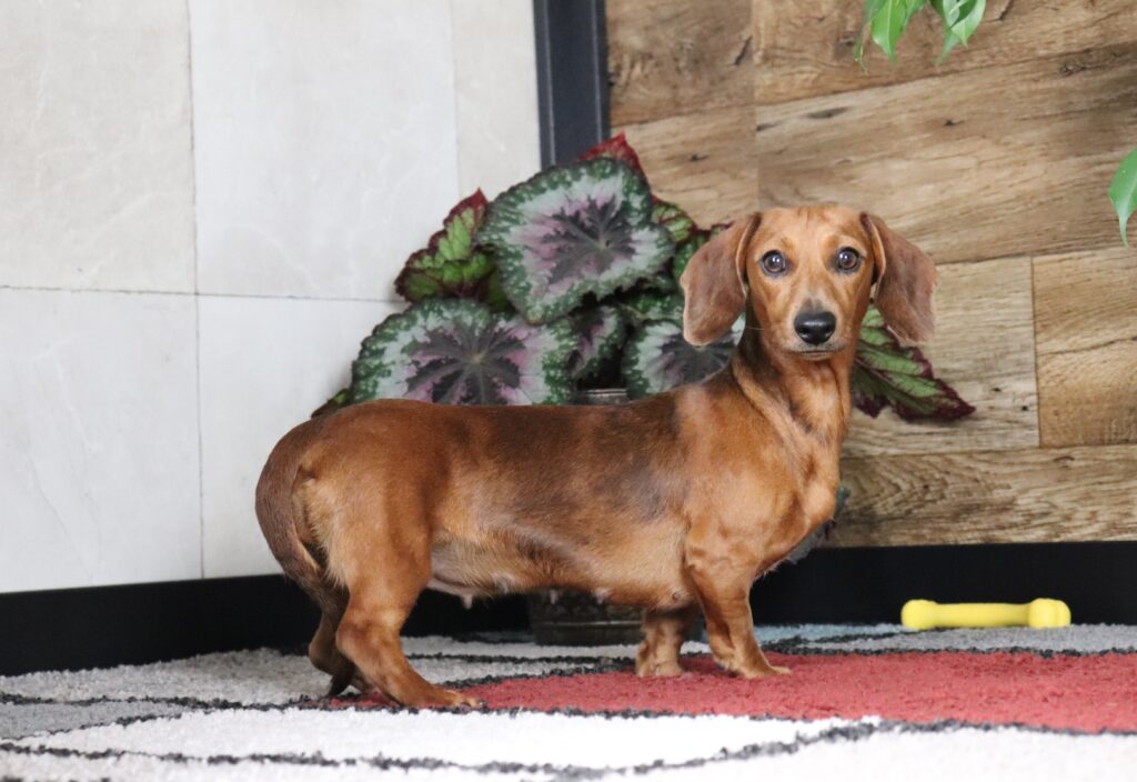 Gina - Dachshund