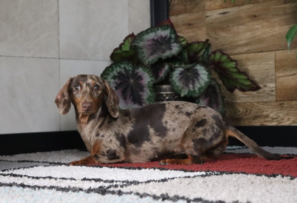 Pergalena - Dachshund