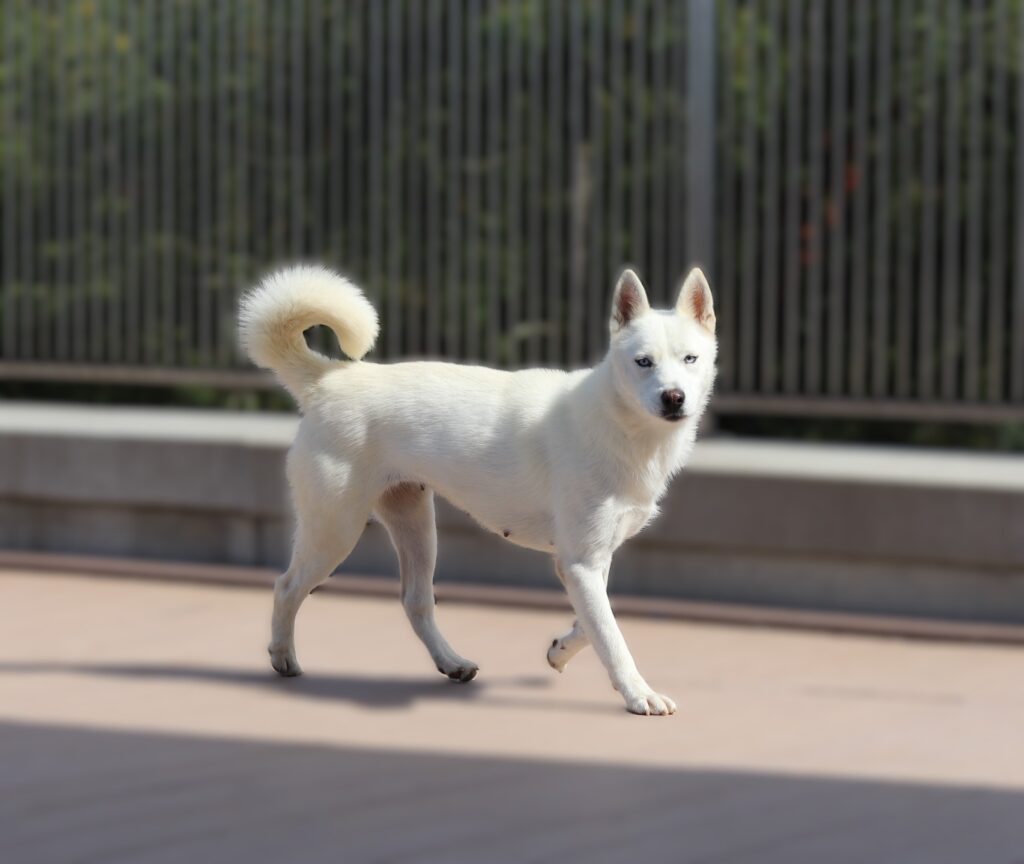 Snowflake- Siberian Husky