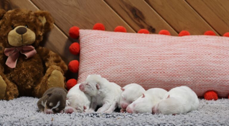 Snowflake Litter