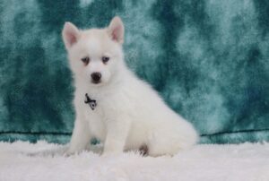 5614p-Sparky-Pomsky_the-Puppy-Lodge-scaled.jpg