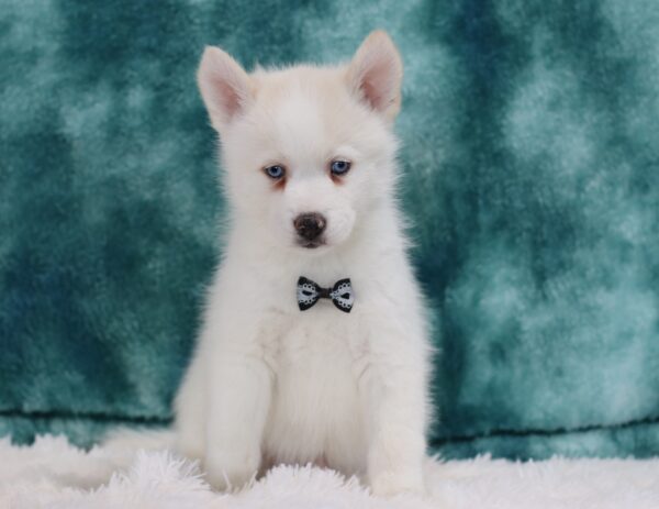 5614pp-Sparky-Pomsky_the-Puppy-Lodge-scaled.jpg