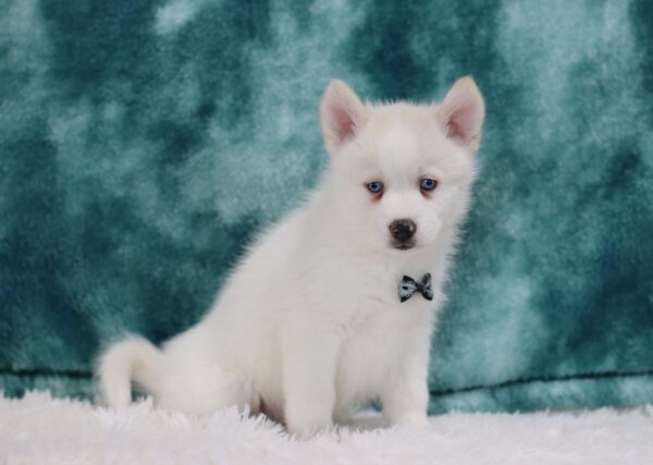 5614ppp Sparky-Pomsky_the Puppy Lodge.JPG