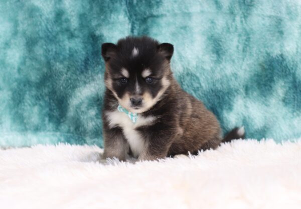 5642b-Hayden-Pomsky-Puppy-The-Puppy-Lodge-scaled.jpg