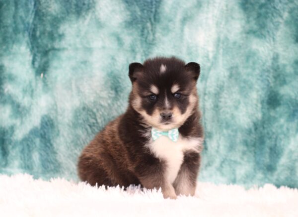 5642bb-Hayden-Pomsky-Puppy-The-Puppy-Lodge-scaled.jpg