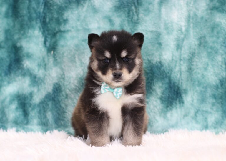 5642bbb Hayden-Pomsky Puppy-The Puppy Lodge.JPG