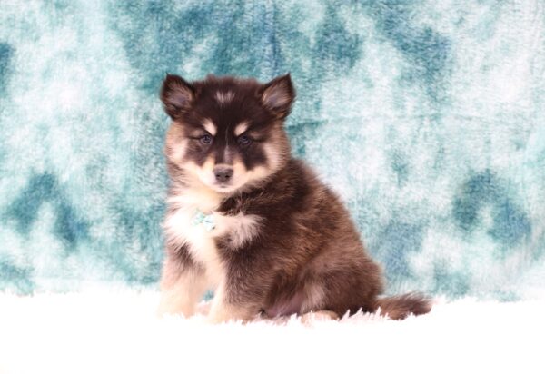 5642c-Hayden-Pomsky-Puppy-The-Puppy-Lodge-scaled.jpg