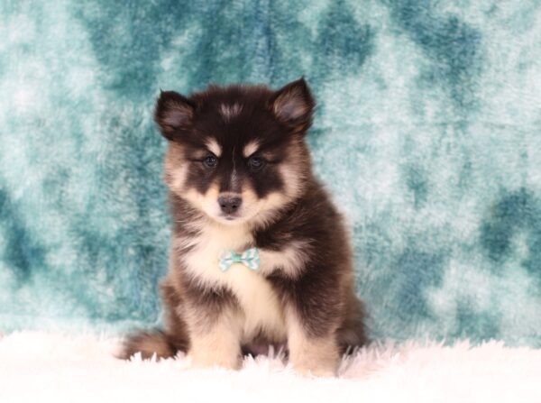 5642cc-Hayden-Pomsky-Puppy-The-Puppy-Lodge-scaled.jpg