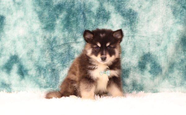 5642ccc Hayden-Pomsky Puppy-The Puppy Lodge.JPG