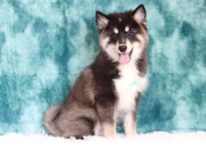 5642ee-Hayden-Pomsky-Puppy-The-Puppy-Lodge-scaled.jpg