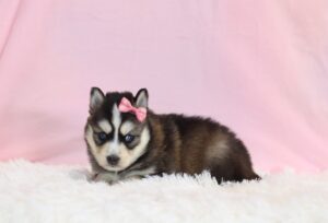 5644b-Heidie-Pomsky-The-Puppy-Lodge-scaled.jpg