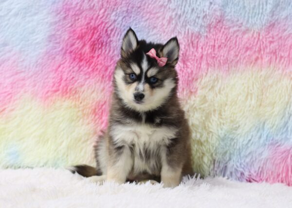 5644c-Heidie-Pomsky-The-Puppy-Lodge-scaled.jpg