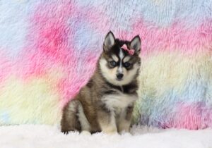 5644cc-Heidie-Pomsky-The-Puppy-Lodge-scaled.jpg