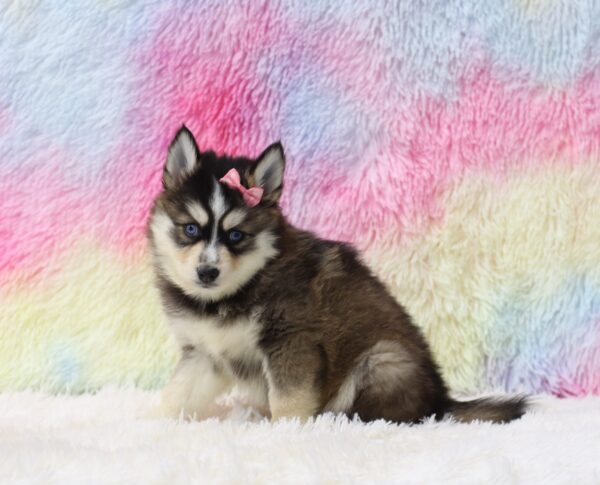 5644ccc Heidie-Pomsky-The Puppy Lodge.JPG