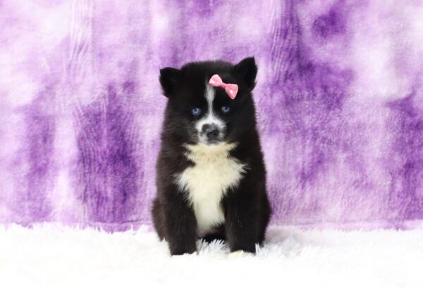 5645cc-Helena-Pomsky-The-Puppy-Lodge-scaled.jpg