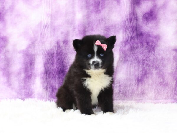 5645ccc Helena-Pomsky-The Puppy Lodge.JPG