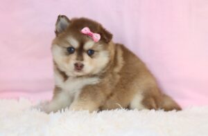 5698b-Linsey-Pomsky-Puppy_The-Puppy-Lodge-scaled.jpg