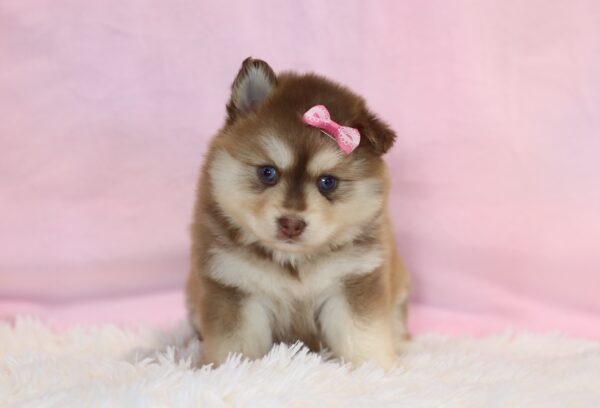 5698bb-Linsey-Pomsky-Puppy_The-Puppy-Lodge-scaled.jpg