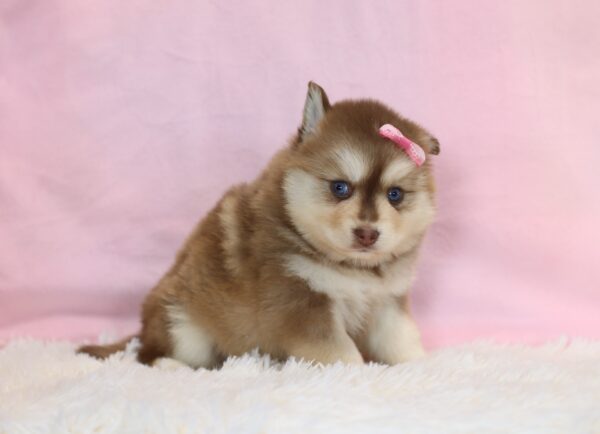 5698bbb Linsey-Pomsky Puppy_The Puppy Lodge.JPG