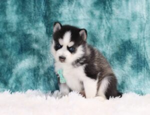 5881bbb Cole -Pomsky Puppy-The Puppy Lodge.JPG