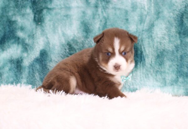 5882bb-Conner-Pomsky-Puppy-The-Puppy-Lodge-scaled.jpg