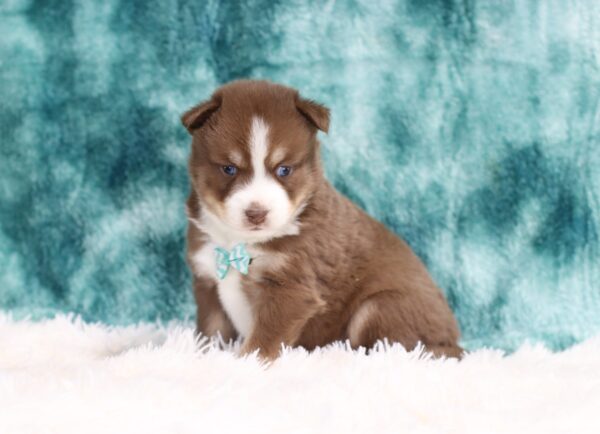 5882bbb-Conner-Pomsky-Puppy-The-Puppy-Lodge-scaled.jpg